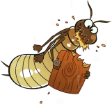 Termit