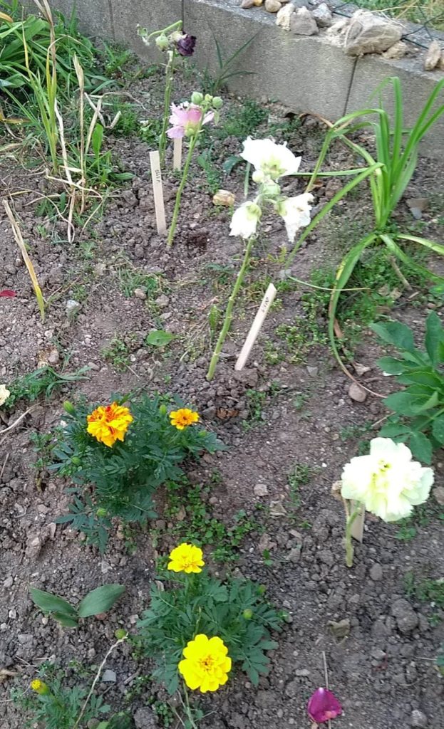 received_298645831192975.jpeg