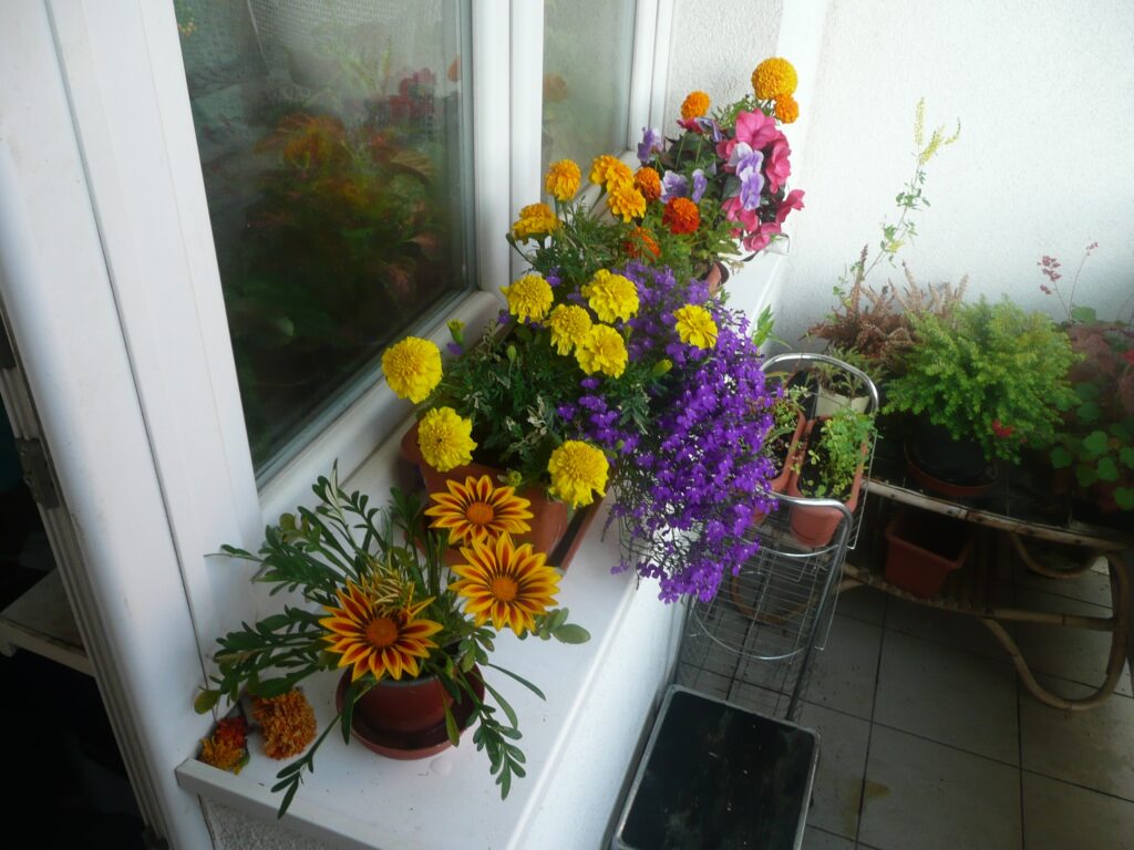 P1010831.JPG